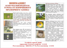 Мраморный_клоп